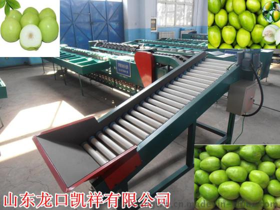 供应云南毛叶枣专用分选机，分选毛叶枣大小的设备，台湾青枣重量选果机