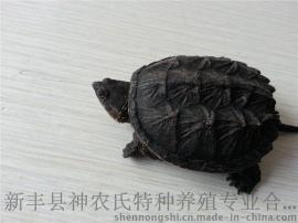 小鳄鱼龟 北美鳄龟 鳄鱼龟活体【半斤~1斤重】