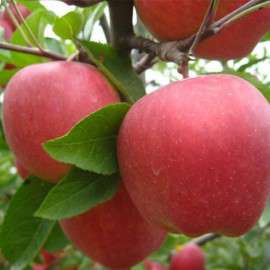红富士苹果批发基地今日价格 苹果产地市场价格行情走势